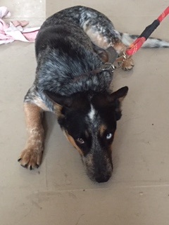 willow heeler.jpg